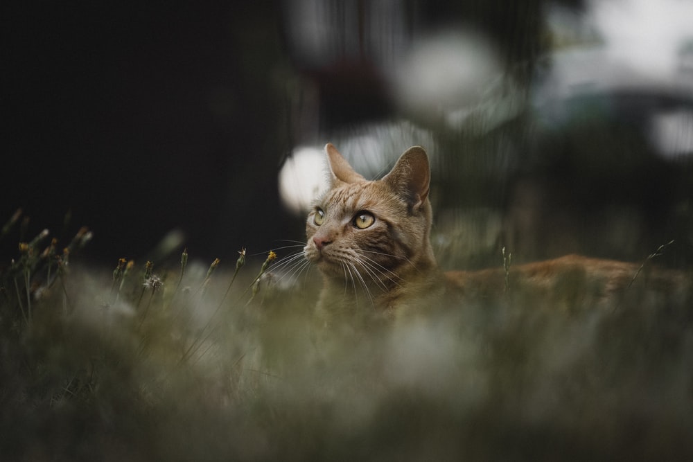 brown tabby cat standing near plants
