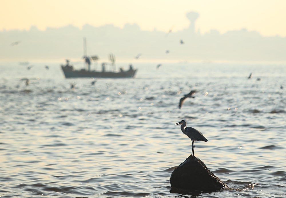 black bird on black rock in the middle of sea during daytime