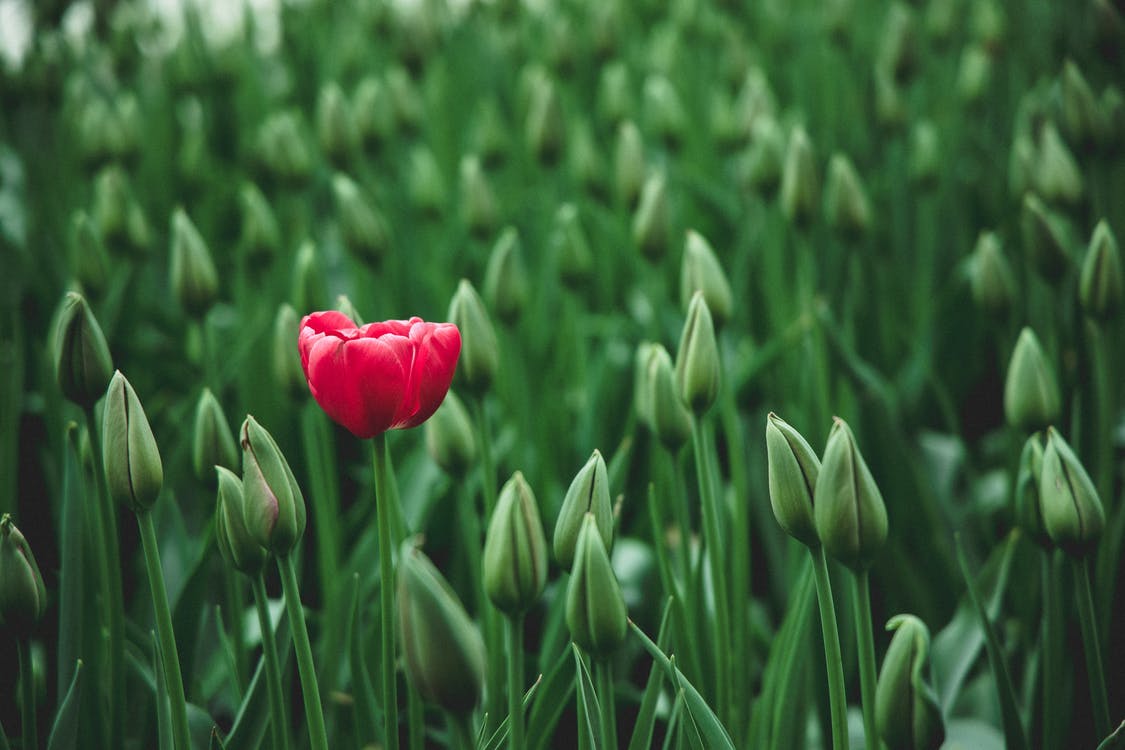 selective focus photo of a red tulip flower